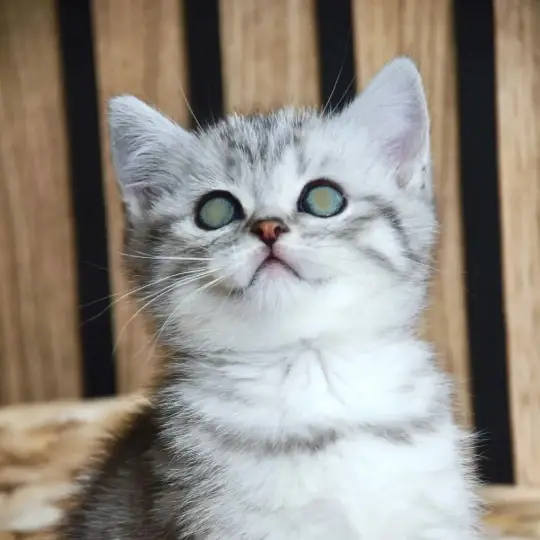 Astro The Tabby